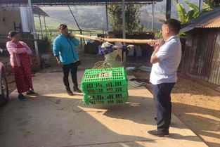 瑞丽市教育局倾情助农，畅通农副产品销售渠道，助力脱贫攻坚